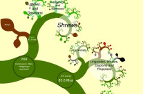 L’évolution en bourgeons numériques